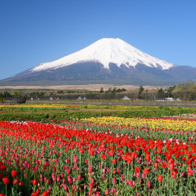 What Kind of Teaching Can You Do in Japan?