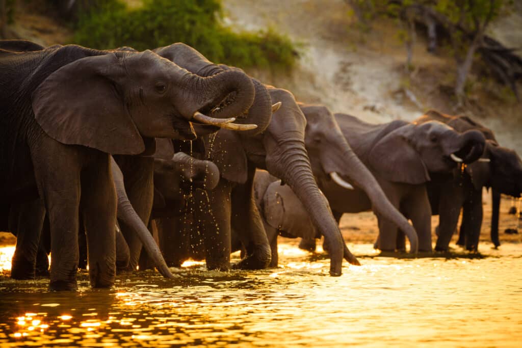 Elephants drinking water in Chobe National Park - Botswana
